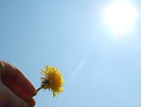 北方耐碱花卉的魅力与尼康小钢炮花卉论坛的交流尼康小钢炮评测