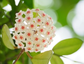 花卉大观园2022年年票——花箱花卉植物爱好者的乐园花卉大观园票价